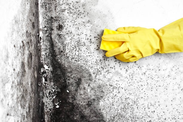 Mold Removal and Inspection in Knik Fairview, AK